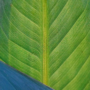 绿色植物树叶质图片