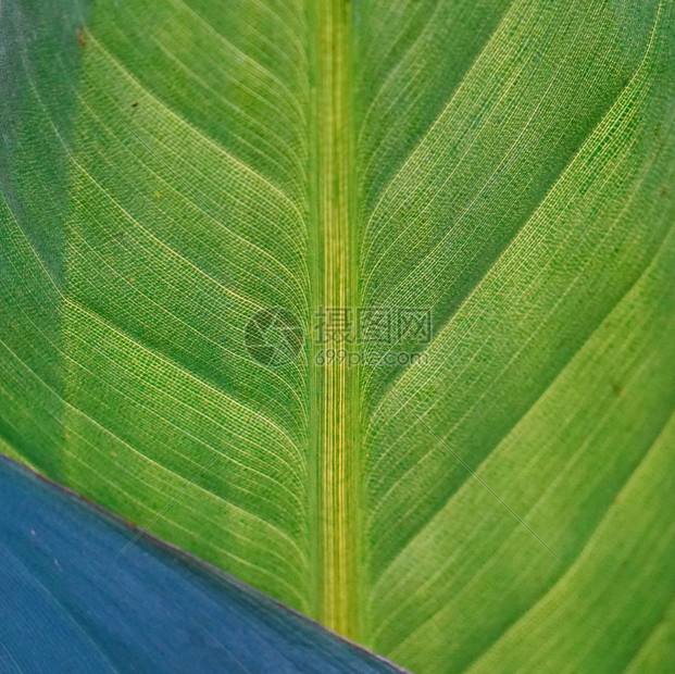 绿色植物树叶质图片