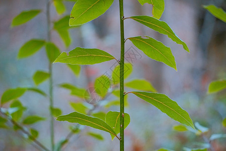 绿色植物树叶质图片