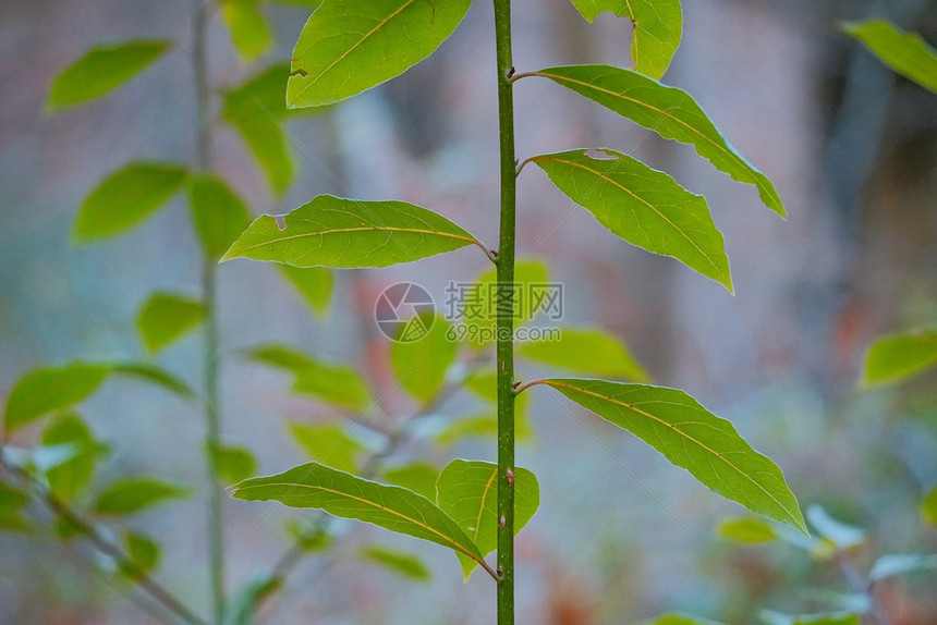 绿色植物树叶质图片