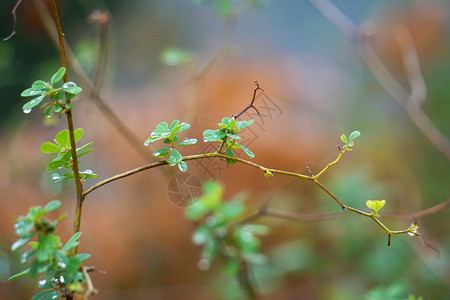 美丽的绿花背景图片