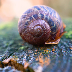 自然中的蜗牛图片