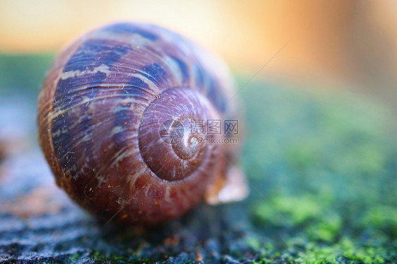 自然中的蜗牛图片
