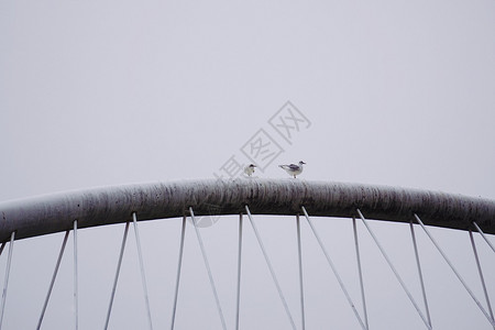 鸟背城里的海鸥背景