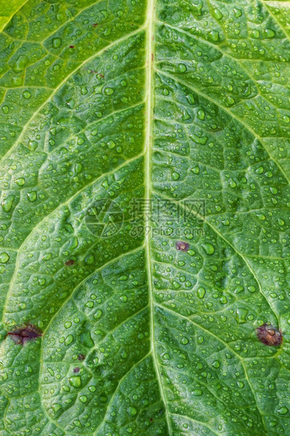 绿色植物树叶质图片