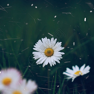 白菊花背景图片