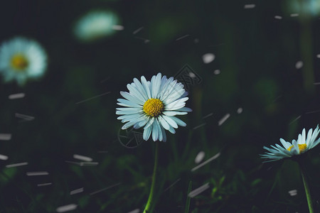 白菊花背景图片