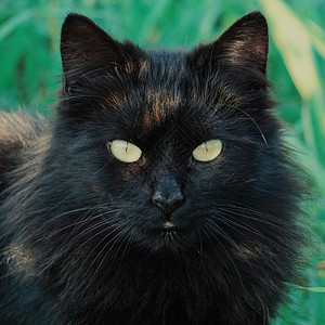 黑猫肖像图片