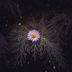 菊花植物图片