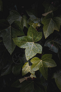 自然质的绿植物树叶背景图片