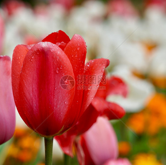 春花园的红色郁金香大自然的郁金香图片