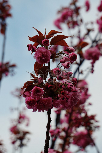 春中自然的粉红色花朵图片
