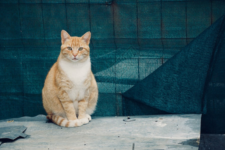 街上美丽的小猫肖像图片