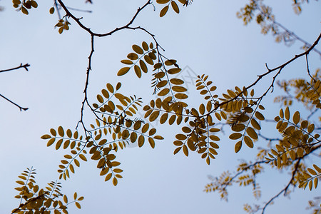 春天自然中的黄树叶图片