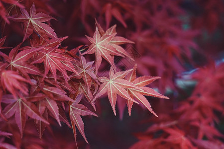 春天红树叶图片