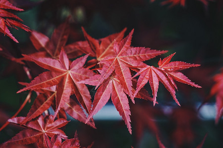 春天自然中的红树叶图片