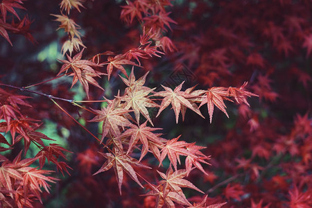 春天红树叶图片