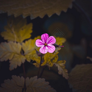 夏季花园的粉红色朵自然中的粉红色花瓣图片