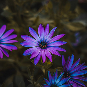 夏季花园的粉红色朵自然中的粉红色花瓣图片