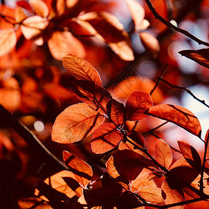 夏季自然界的红树叶背景图片