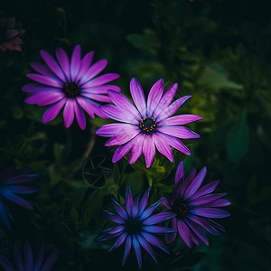 夏季花园里的粉红玫瑰花朵大自然中的粉红色花朵图片