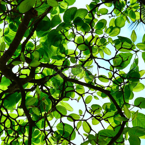 夏季在大自然中纹绿色树叶图片