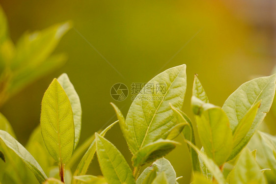 夏季自然中的绿色植物树叶质图片