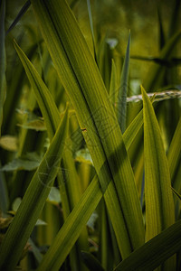 夏季绿色植物树叶自然质图片