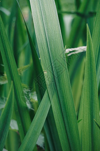 夏季绿色植物树叶自然质图片