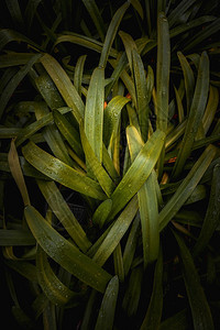 夏季绿色植物树叶自然质图片