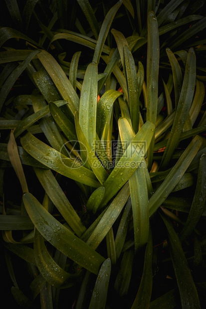 夏季绿色植物树叶自然质图片