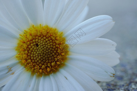夏季在花园的朵中白菊植物图片