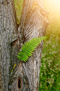 夏季在自然界中纹绿色的青毛叶图片