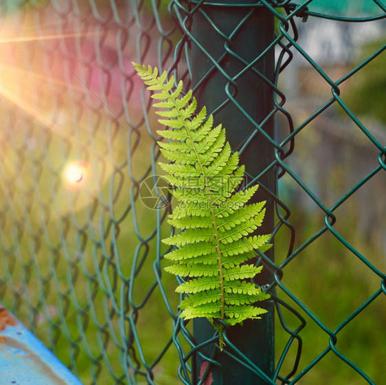 绿色生植物叶夏季在自然界中纹图片