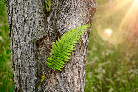 绿色生植物叶夏季在自然界中纹图片