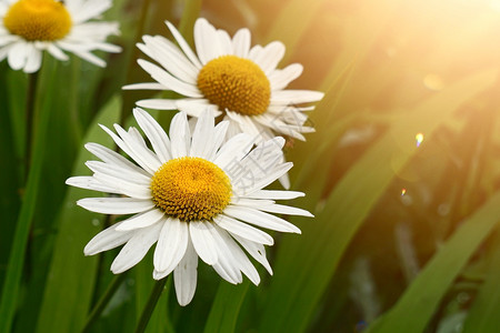 夏季的白菊花植物自然中的白菊花园中的背景图片