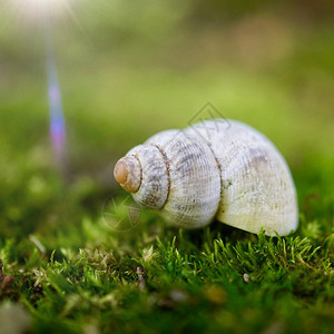 夏季自然中的白蜗牛花园中的图片