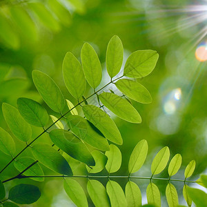 夏季绿树叶和枝的自然绿色背景背景图片