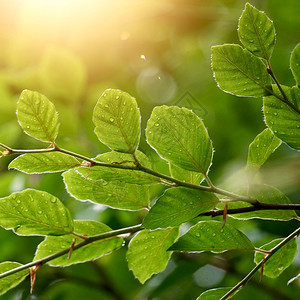 夏季绿树叶和枝的自然绿色背景图片