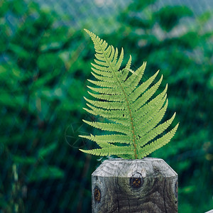 夏季在自然界中纹着绿生植物叶图片