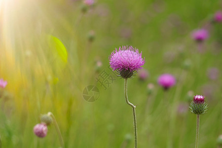夏季花园的粉红色朵自然中的粉红色花朵背景图片