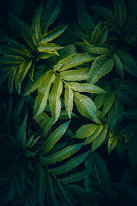 绿色植物树叶在自然的花园里图片