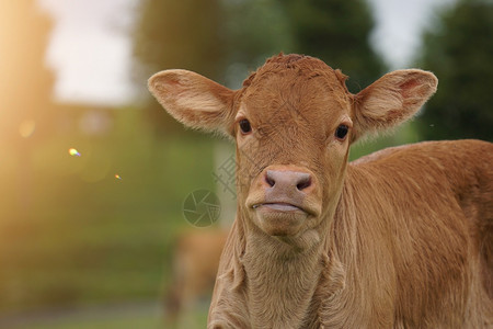农场中的棕牛肖像自然中的棕牛图片