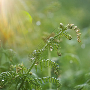 秋天的绿生植物大自然绿色背景背景图片