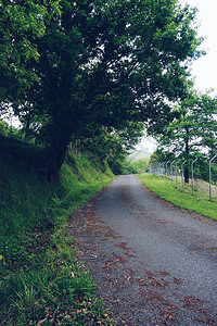 林中通向山岳的道路图片