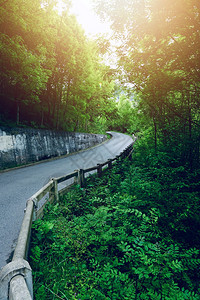 林中通向山岳的道路图片