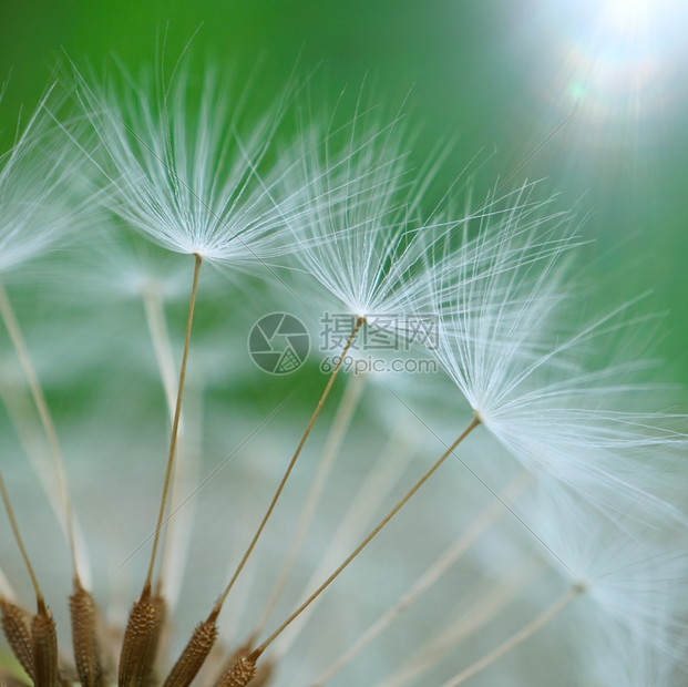 自然界中抽象的dandelion种子图片