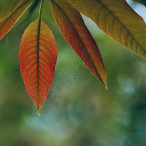 红树叶在秋天自然树叶图片