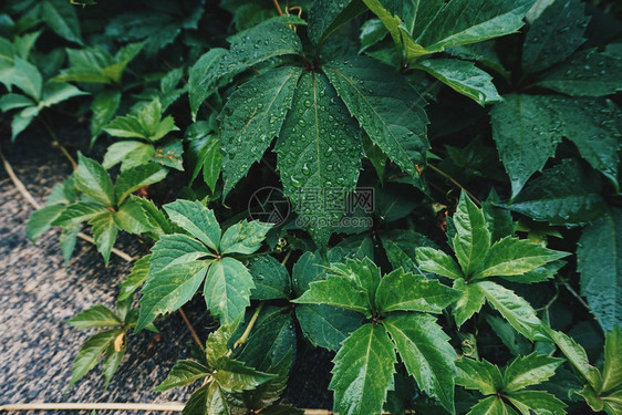 绿色植物叶树在秋天自然质上纹图片