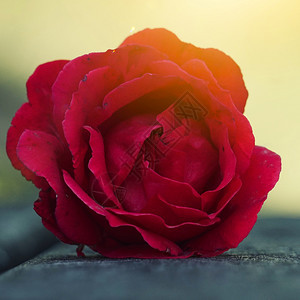 秋天在花园的红玫瑰花自然中的玫瑰图片